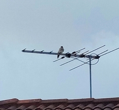 Coracina novaehollandiae