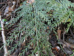 Asplenium appendiculatum