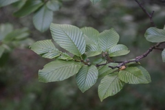 Rhamnus fallax