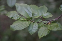 Rhamnus fallax