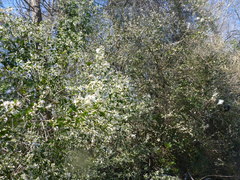 Baccharis glomeruliflora