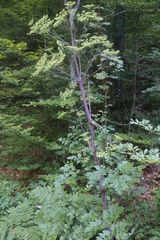 Peucedanum verticillare