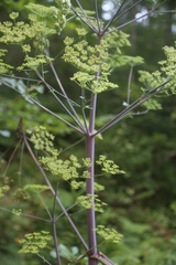 Peucedanum verticillare