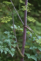 Peucedanum verticillare
