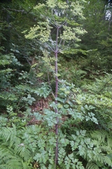 Peucedanum verticillare