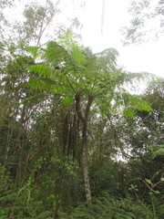Cyathea delgadii