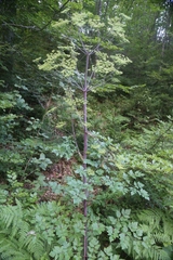 Peucedanum verticillare