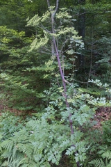 Peucedanum verticillare