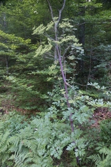 Peucedanum verticillare