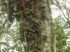 Codonanthe devosiana