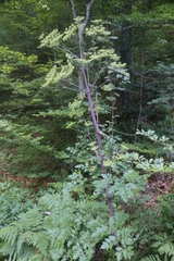 Peucedanum verticillare