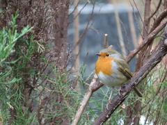Erithacus rubecula