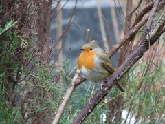 Erithacus rubecula