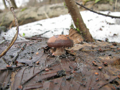 Gymnopus vernus