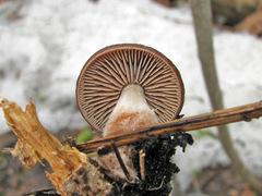 Gymnopus vernus