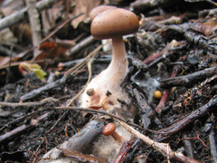 Gymnopus vernus
