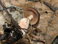 Gymnopus vernus