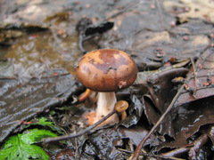 Gymnopus vernus