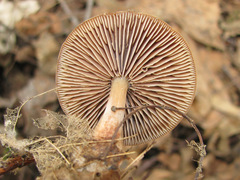 Gymnopus vernus