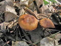 Gymnopus vernus