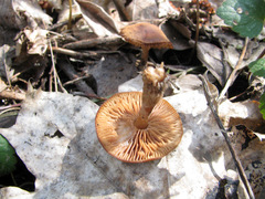 Gymnopus vernus