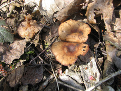 Gymnopus vernus