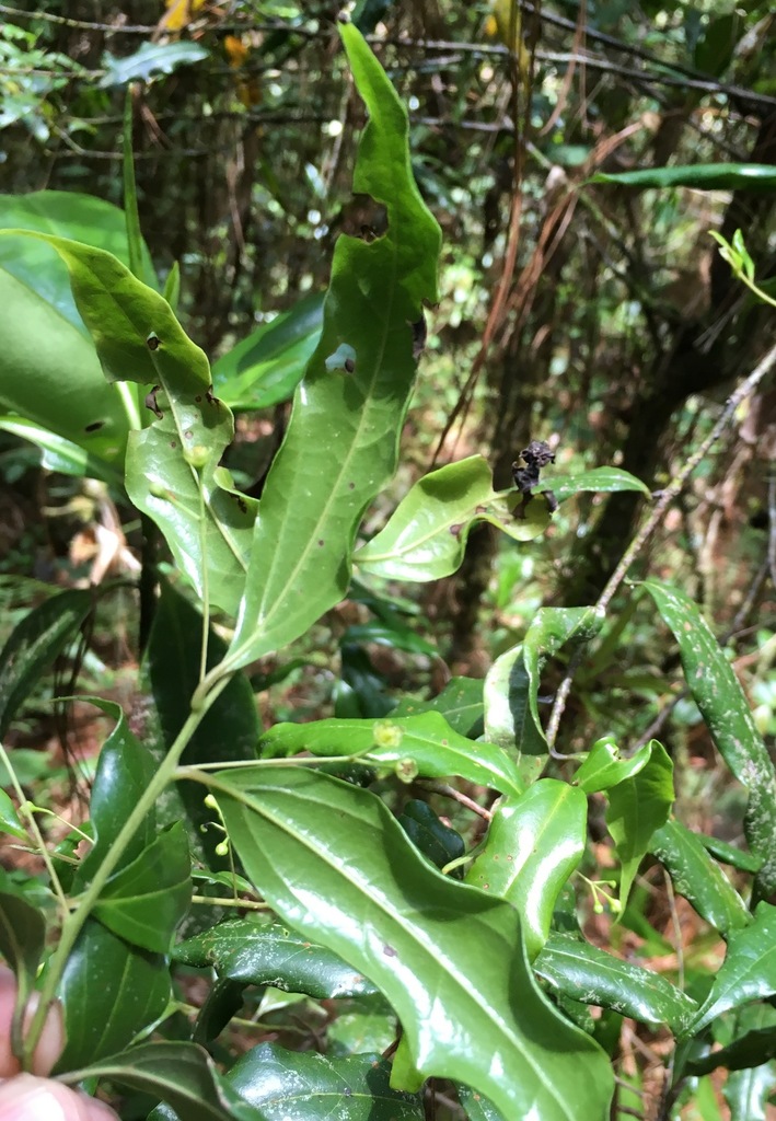 Aiouea ampullacea