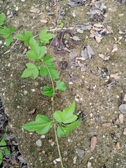 Passiflora suberosa litoralis