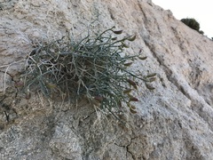 Astragalus pachypus pachypus