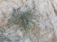 Astragalus pachypus pachypus