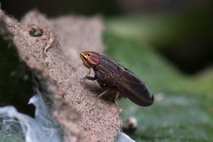 Cephaloconus cyprinus