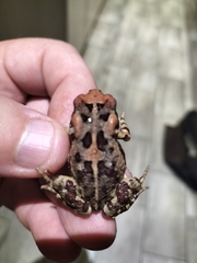 Sclerophrys pardalis