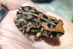 Sclerophrys pardalis