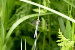 Orthetrum abbotti