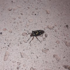 Oebalus poecilus