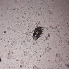 Oebalus poecilus