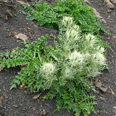 Cirsium macrocephalum