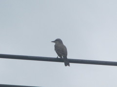 Tyrannus dominicensis