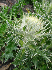Cirsium macrocephalum