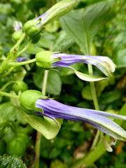 Lobelia physaloides