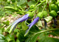 Lobelia physaloides