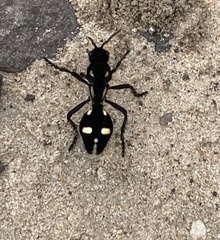 Traumatomutilla vidua