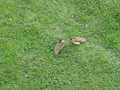 Picus viridis