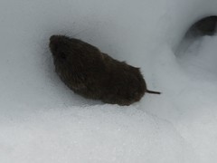 Microtus agrestis