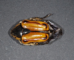 Chondropyga gulosa