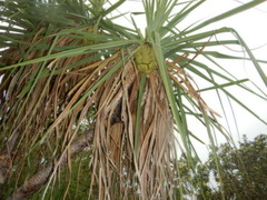 Pandanus spiralis