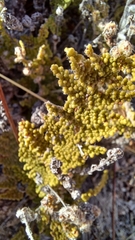Myriopteris wootonii