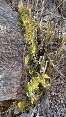 Myriopteris wootonii