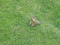 Picus viridis