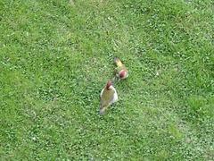Picus viridis